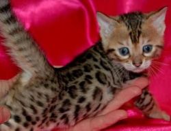 TICA REGISTERED BENGAL KITTEN BROWN BOY AND GIRL