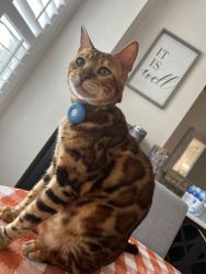 Bengal cats for sale young 1 yr old