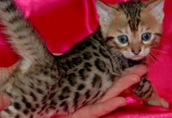 TICA REGISTERED BENGAL KITTEN BROWN BOY AND GIRL