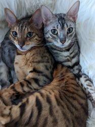 Two Beautiful purebred Bengal kitties