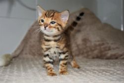 bengal cat for sale