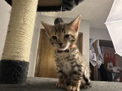 Brown black spotted bengal kittens