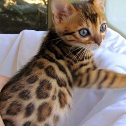 Bengal kittens for rehoming