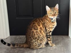Bengal, brown spotted tabby
