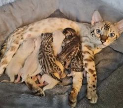 Tica registered bengal kittens coming May 5th