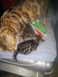Exceptional Bengal kittens