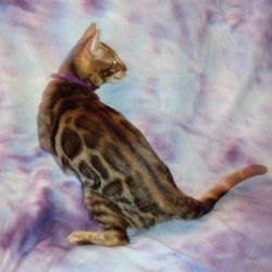 READY Female Brown Rosetted/Glittered Bengal Kitten
