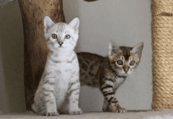 BEAUTIFUL BENGAL MALE AND FEMALE KITTENS FOR SALE