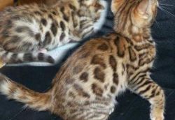 TICA REG BENGAL KITTENS A MALE AND A FEMALE