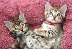 100% TRAINED MALE AND FEMALE**BENGAL KITTENS**