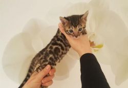 TICA REGISTERED BENGAL VERY STUNNING CUTE AND PURE BREED