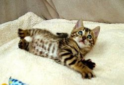 SWEET BENGAL KITTENS FOR ADOPTION NOW