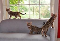 TICA REG BENGAL KITTENS AVAILABLE