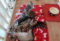 LOOKING FOR ONLY DEVOTED PET BENGAL KITTENS IS AVAILEBLE