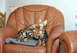 Two TICA Bengal kittens