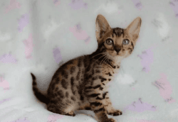 Tica Active Registered Bengal Kittens Available For Sale