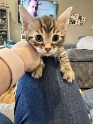 Bengal 8 week old Kitten