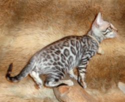 Male Silver & Snow Rosette Glitter Bengal Kittens