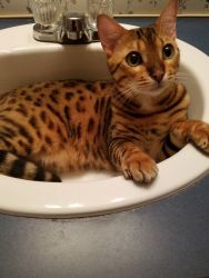 Bengal cat to be rehomed