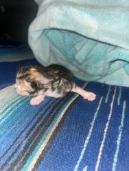 Lynx Point Bengal Exotic Kittens For Sale
