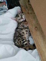 Adorable Bengal kittens ready for new home