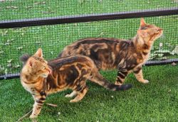 Bengal Kittens For Sale (Maricopa)