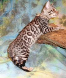 READY Male Silver Rosette Glitter Bengal Kitten