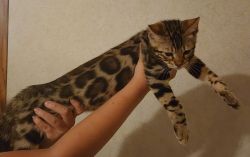 Bengal kitten available