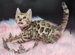 Bengal kitten female available