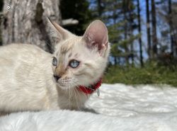 Adorable Bengal Kitten