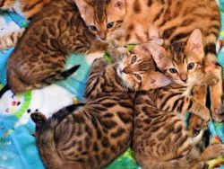 Top quality bengals kittens