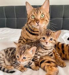 Cute Bengal Kittens For Sale