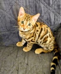 Beautiful Female Bengal Kitten