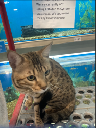 Gorgeous 1.5-Year-Old Male Bengal Cat - Fully Vaccinated, Neutered, an