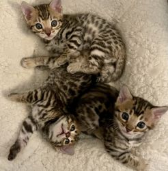 Bengal Babies are Ready Now