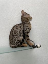 Male Bengal kitten