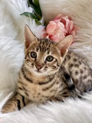Bengal kittens male and female