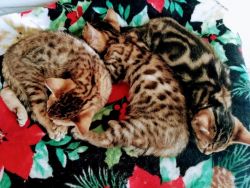 Bengal Kittens Pet Quality F3s