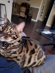 Selling our year old bengal