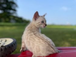 Bengal Kitten Astro