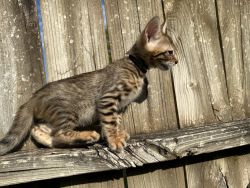 Brown black spotted bengal kitten