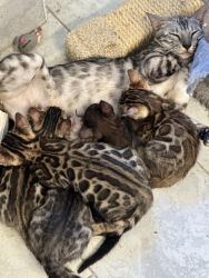 Purebred Bengal Kittens TICA