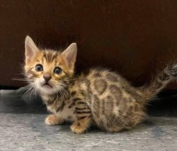 Top quality bengal kittens