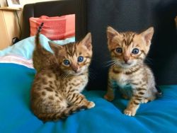 Bengal kittens for sale.
