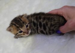 Bengal kittens available in Florida