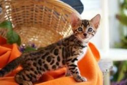 Lovely Bengal Kittens For Sale