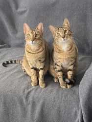 2 Bengal Cats For Sale