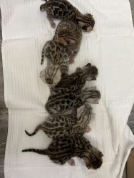 7 purebred bengal kittens for sale