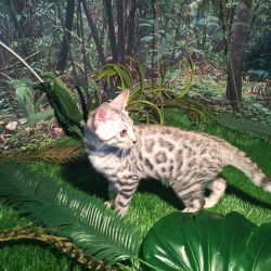 Bengal Kittens for homes