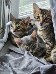 Bengsl Kittens